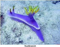 Nudibranch, taken at a depth of 50 feet, off the Island o... by Chuck Gunn 